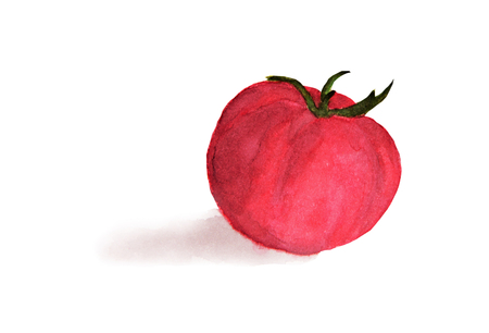 Watercolor painting of Tomatoの写真素材