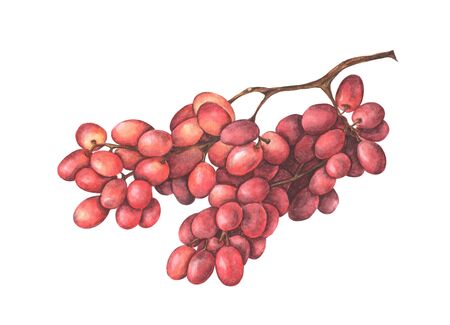 Bunch of red grapes isolated on white background. Hand drawn watercolor illustration.の写真素材
