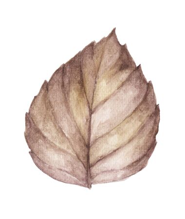Watercolor illustration of autumn leaf isolated on white backgroundの写真素材