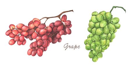 Set of red and green grapes isolated on whiteの写真素材