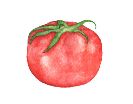 Watercolor vegetables tomato isolated on white backgroundの写真素材
