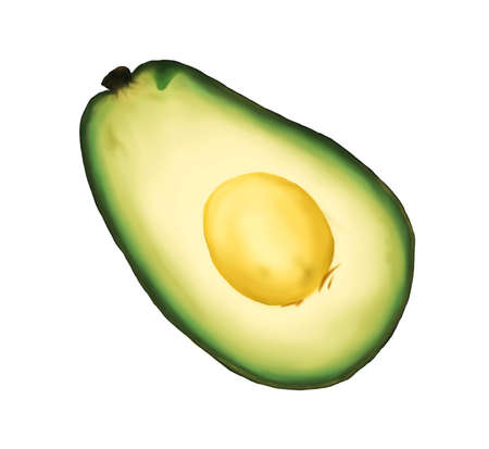 Half Avocado fruit isolated on white background, Hand painted illustration