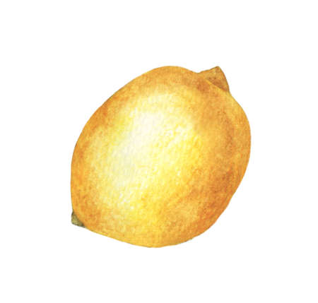 Hand drawn watercolor painting on white background. illustration of fruit lemon.の写真素材