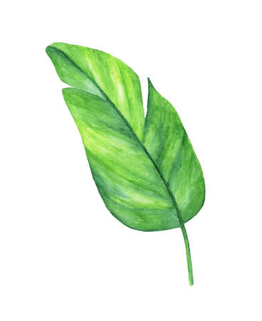 Watercolor illustration of green leaf isolated on white background.の写真素材