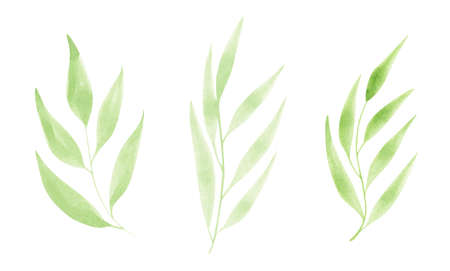 Set watercolor design elements of green leaves. Botanic illustration isolated on white background.の写真素材