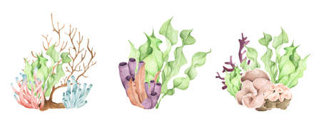 Seaweeds. Underwater ocean plants, sea coral elements. Isolated on white background. Watercolor...