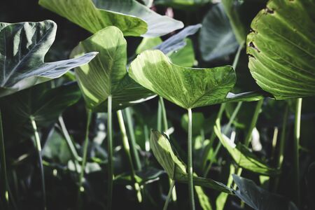 Tropical leaves, blue-green leaves, natural leavesの写真素材