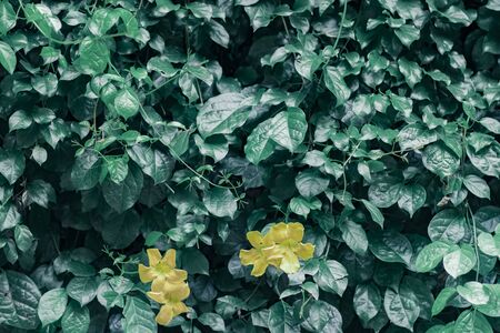 Tropical leaves, blue-green leaves, natural leaves