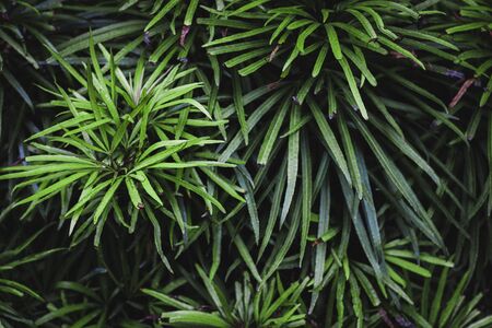 Green leaves in the tropical rain forest in Thailand