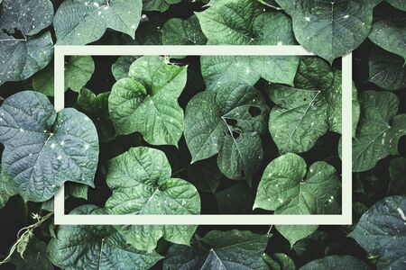 Leaf pattern with a natural white frame of green leaves