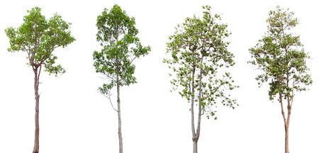 Tropical tree series, scientific name (Shorea roxburghii), located on a white background.の写真素材