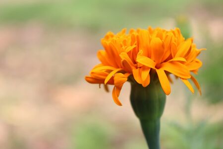 One marigold flower and the composition of the picture look beautiful.の写真素材