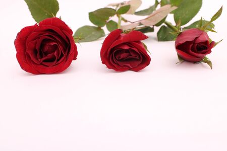 Red roses, white background on top, leave blank for designの写真素材