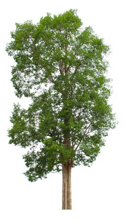 Irvingia malayana, a tropical tree located on a white background - imageの写真素材