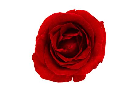 Dark red roses on isolated white areas - imagesの写真素材