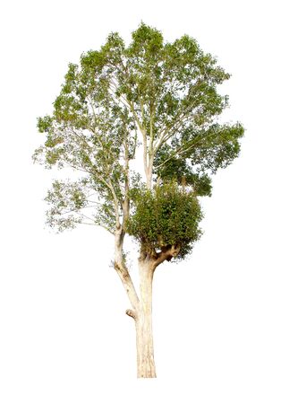 Irvingia malayana, also known as almond tree in tropical forest in Thailand, isolated on white background - imageの写真素材