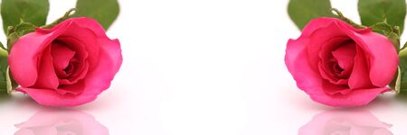 Pink roses on a white background isolated - imagesの写真素材