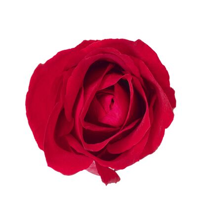 Red rose isolate white backgroundの写真素材