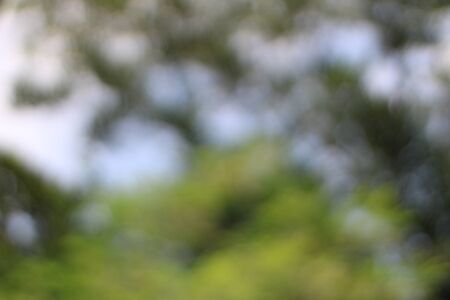Bokeh, green and white leavesの写真素材