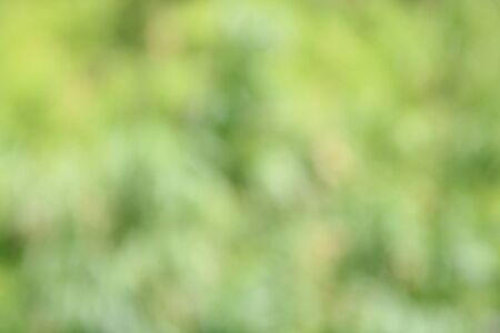 Bokeh, green and white leavesの写真素材