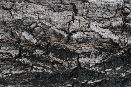 Background bark, rough surface of the bark-imageの写真素材