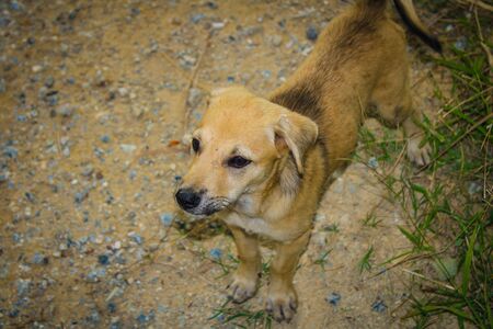 Homeless puppies are looking