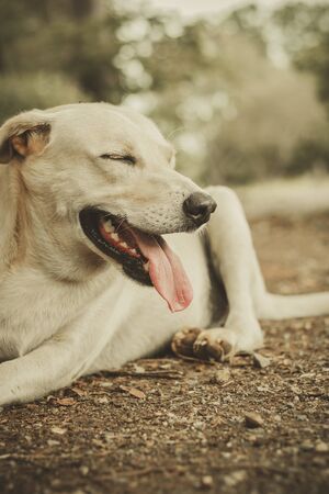 One dog with white hairs is relaxing.