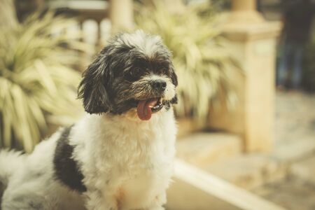 One dog with white and black fur is looking.