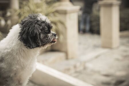 One dog with white and black fur is looking.の写真素材