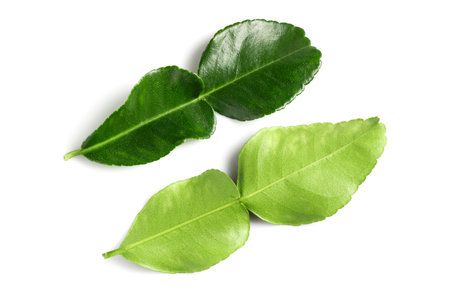 kaffir lime leaves isolated on a white backgroundの写真素材