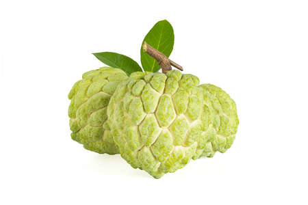 fresh custard isolated on white background,clipping pathの写真素材