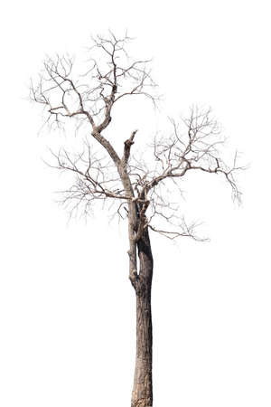 dry dead trees in autumn isolated on white backgroundの写真素材
