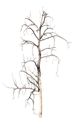dry dead trees in autumn isolated on white backgroundの写真素材