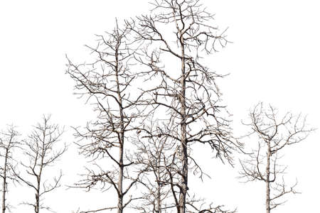 dry dead trees in autumn isolated on white backgroundの写真素材