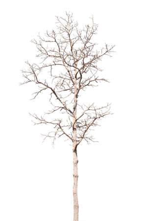 dry dead trees in autumn isolated on white backgroundの写真素材