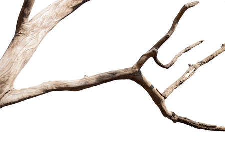 dry dead trees in autumn isolated on white background