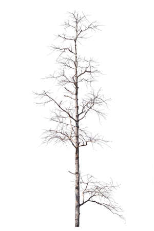 dry dead trees in autumn isolated on white backgroundの写真素材