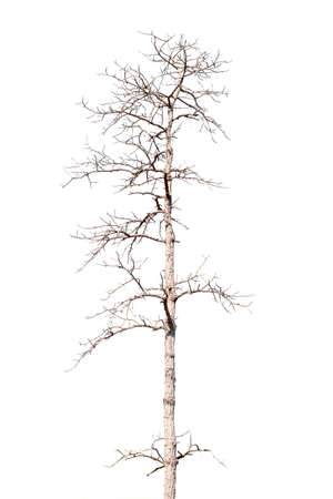 dry dead trees in autumn isolated on white backgroundの写真素材
