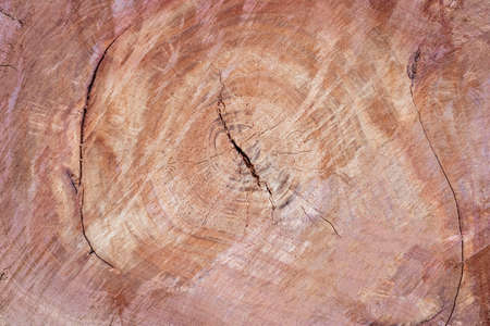 dead trees in thailand isolated on a white backgroundの写真素材