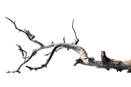 dead trees in thailand isolated on a white backgroundの写真素材