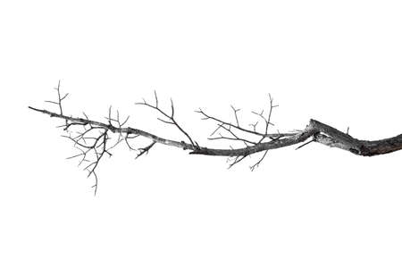 dry branches, dry branches, isolated on white backgroundの写真素材