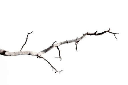 dry branches, dry branches, isolated on white backgroundの写真素材