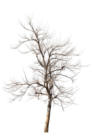 dry branches, dry branches, isolated on white backgroundの写真素材