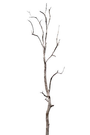 dead trees, dry trees in Thailand isolated on a white backgroundの写真素材