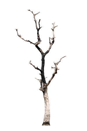 dead trees, dry trees in Thailand isolated on a white backgroundの写真素材