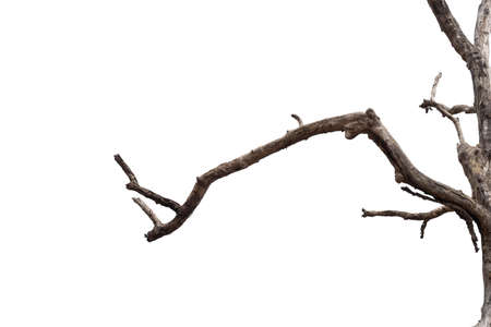 Background bark, rough surface of the barkの写真素材