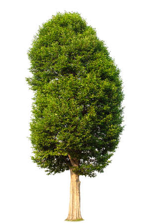 Single tree, shrub, isolated on white background.の写真素材