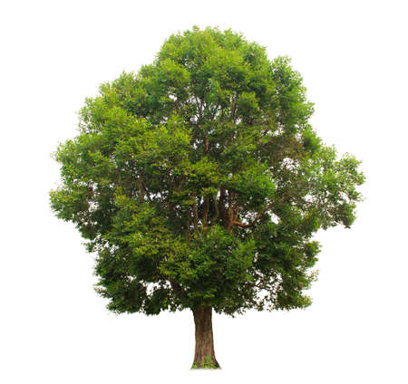 Single tree, shrub, isolated on white background.の写真素材