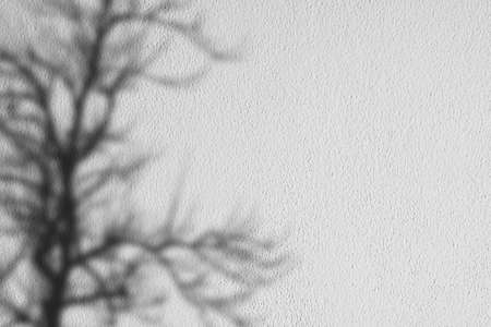 Light and shadow concept of trees on gray cement surface.