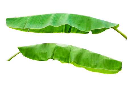 Banana leaves isolated on white background. Fresh green banana leaves.の写真素材
